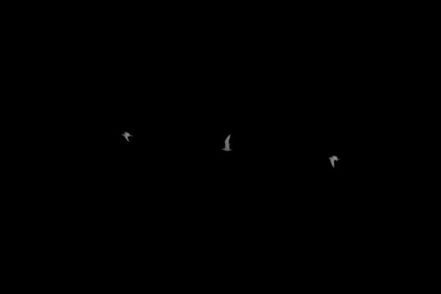 oiseaux